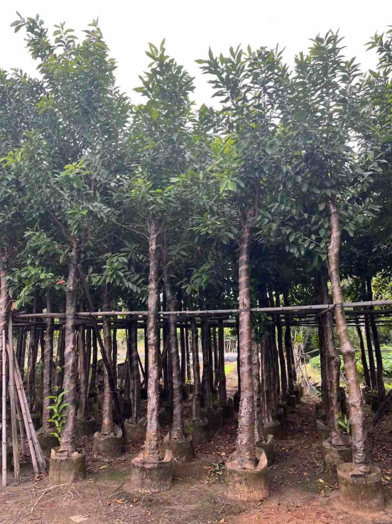 水翁树3-18分，一手货源，基地直销，无中间商赚差价