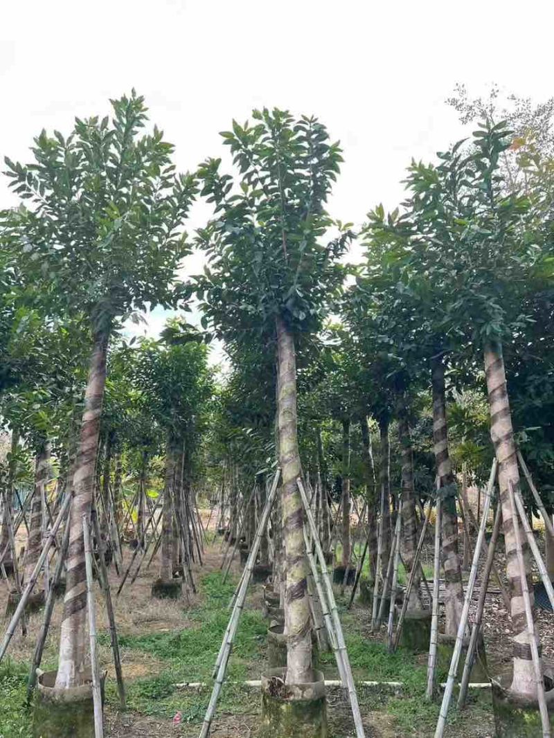 水翁树3-18分，一手货源，基地直销，无中间商赚差价