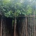 水翁树3-18分，一手货源，基地直销，无中间商赚差价