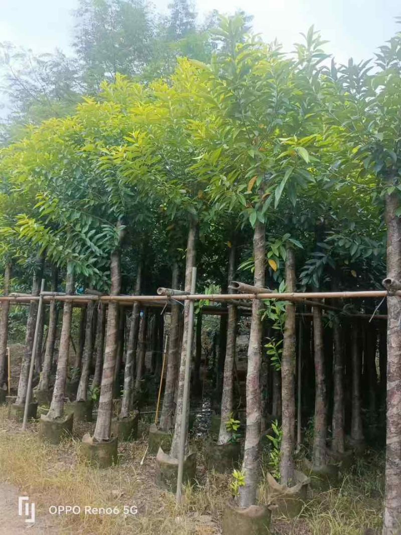 水翁树3-18分，一手货源，基地直销，无中间商赚差价
