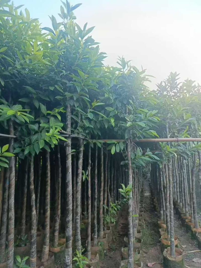 水翁树3-18分，一手货源，基地直销，无中间商赚差价