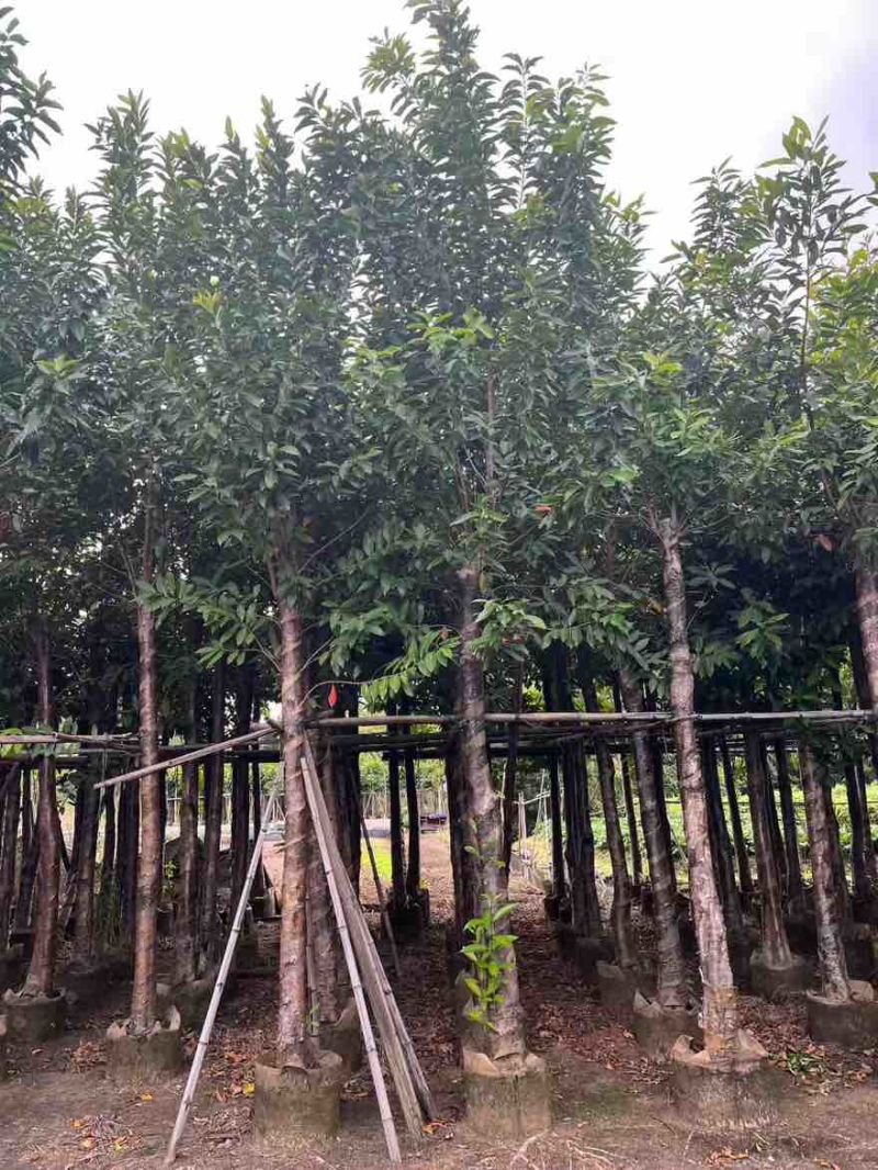 水翁树3-18分，一手货源，基地直销，无中间商赚差价