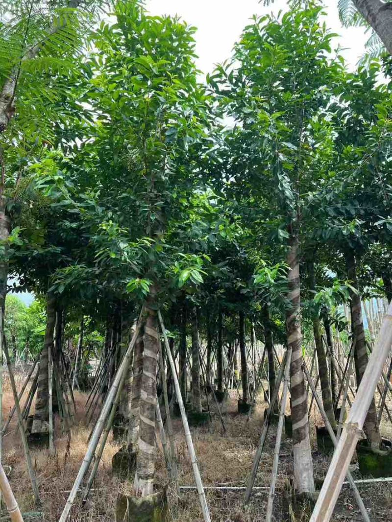 水翁树3-18分，一手货源，基地直销，无中间商赚差价