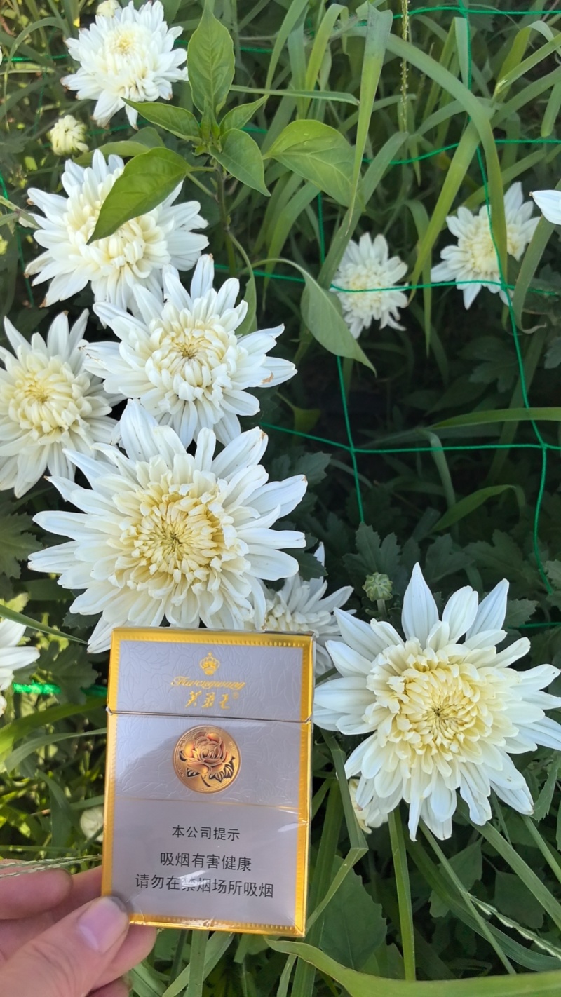 鲜切菊花基地直采
