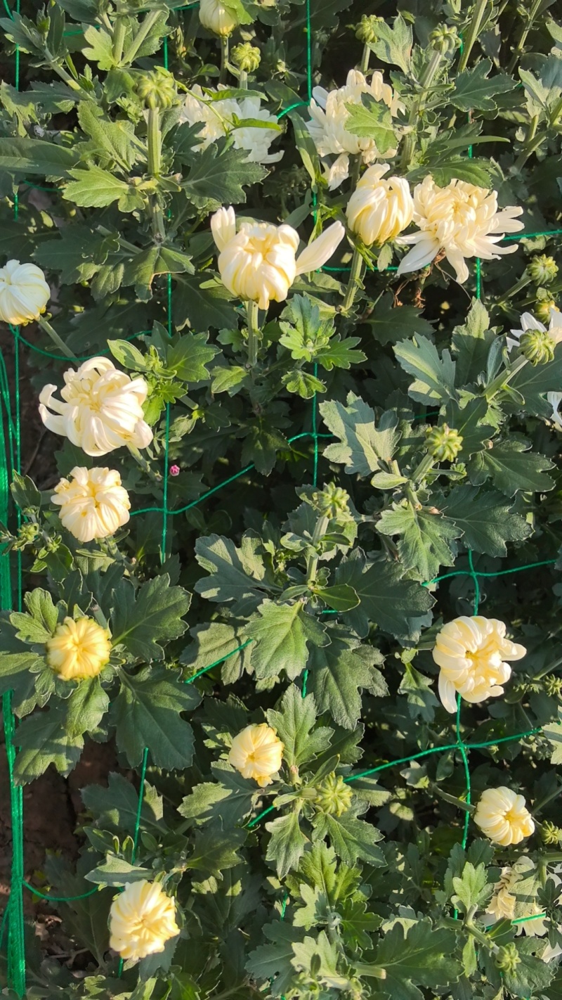鲜切菊花基地直采