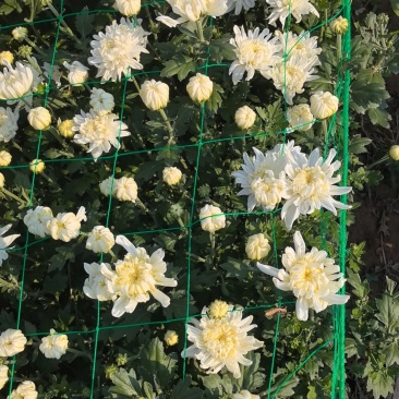 鲜切菊花基地直采