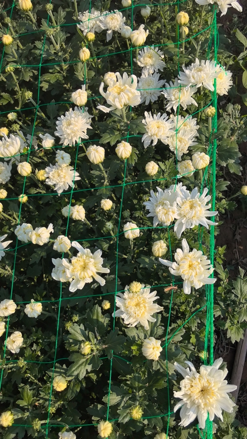 鲜切菊花基地直采