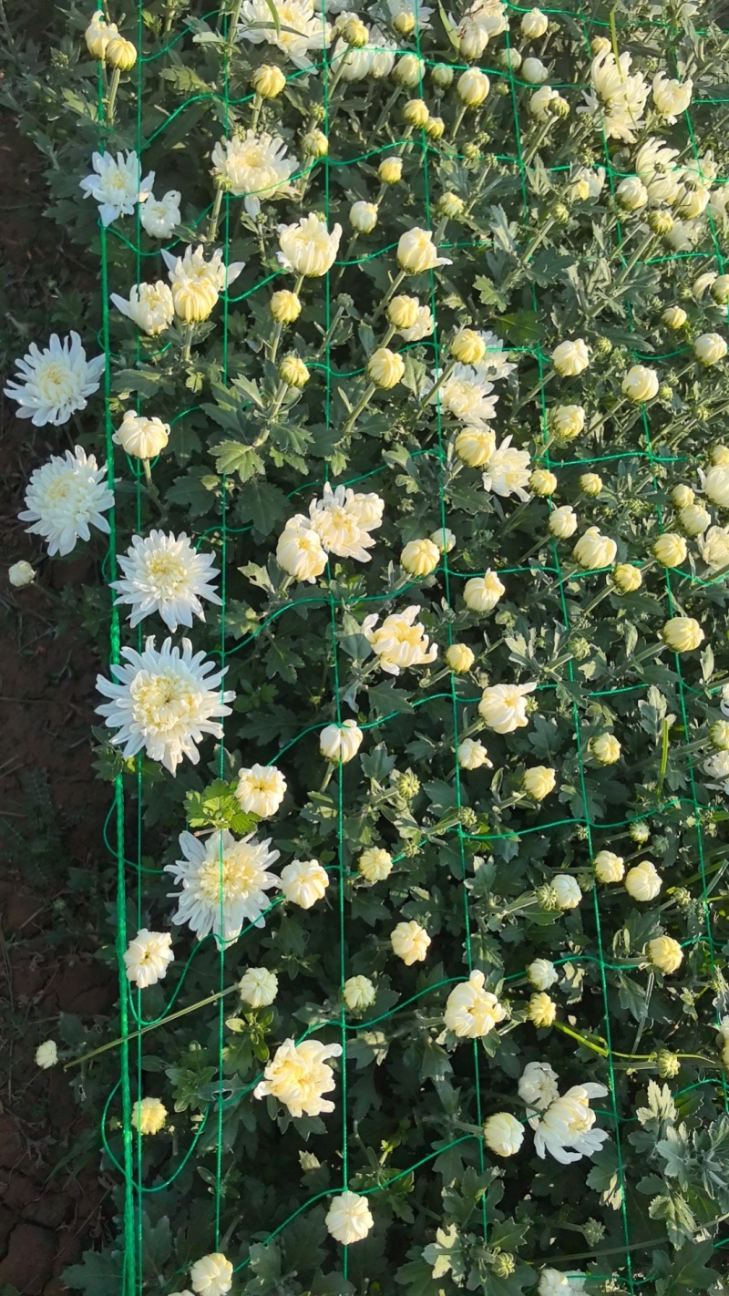 鲜切菊花基地直采