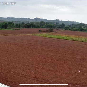 生姜、小番茄、水果甘蔗，土地转包1888+2024+210