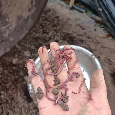纯牛粪蚯蚓中号