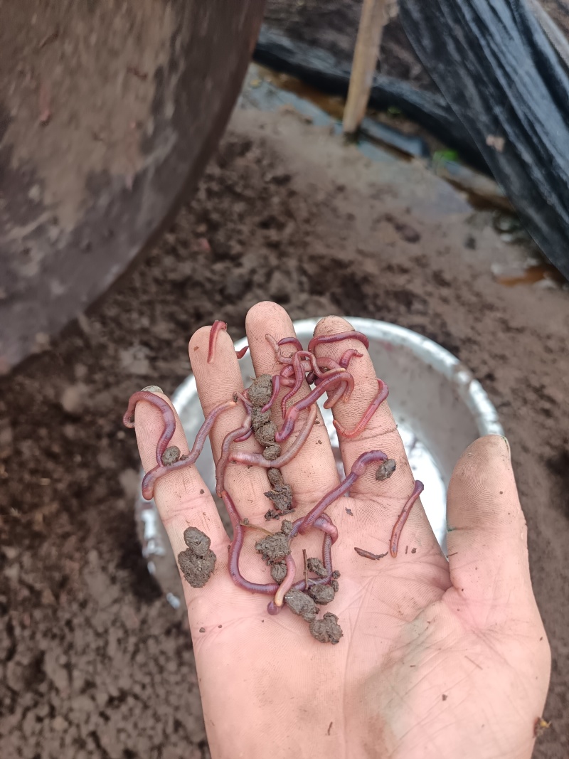 纯牛粪蚯蚓中号