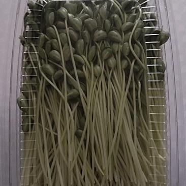 青豆芽苗菜