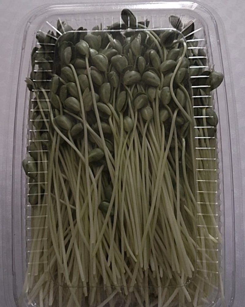 青豆芽苗菜