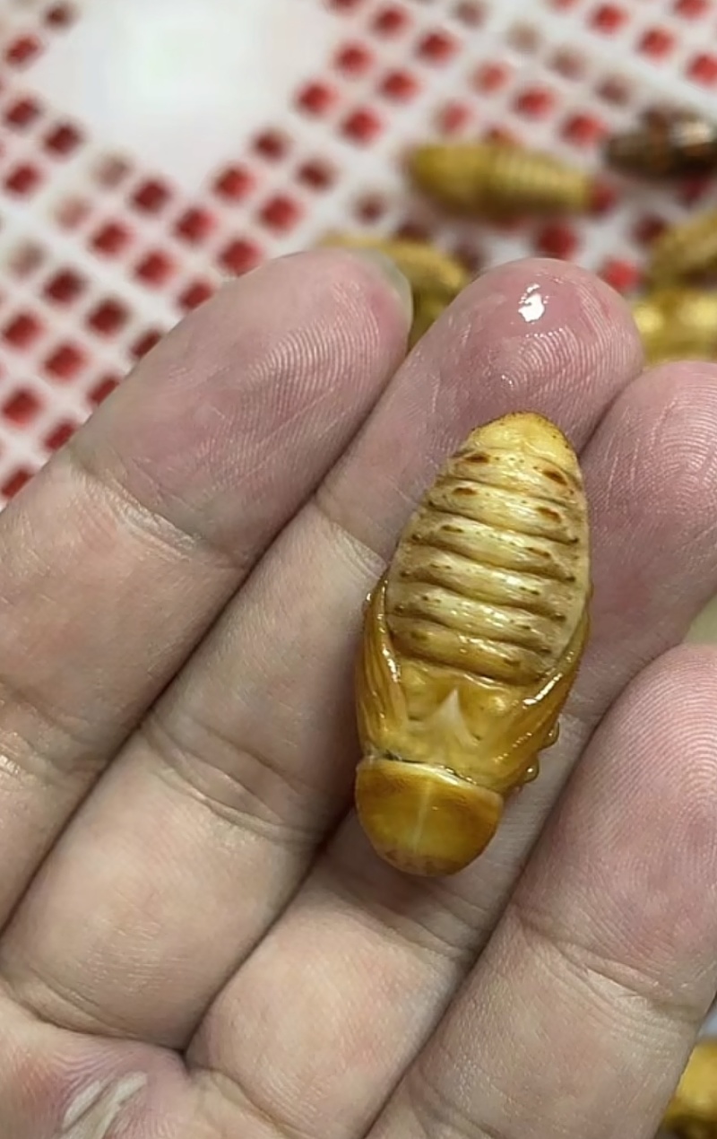冻竹笋虫大量货源，笋蛹可以预售