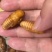 冻竹笋虫大量货源，笋蛹可以预售
