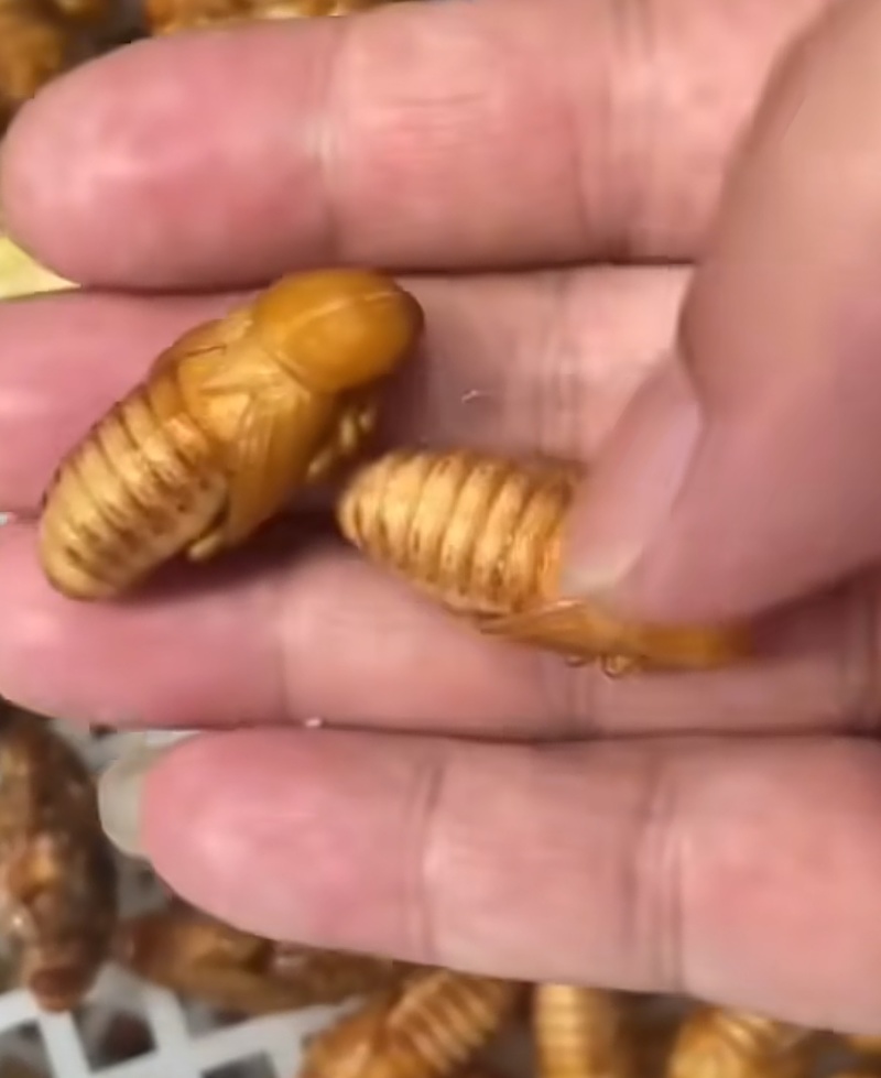 冻竹笋虫大量货源，笋蛹可以预售