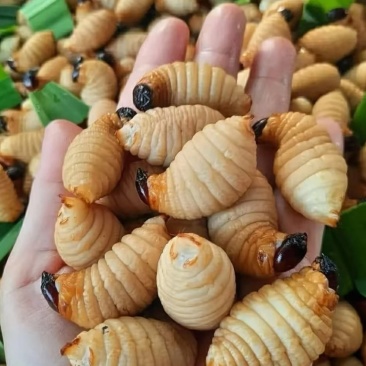 冻竹笋虫大量货源，笋蛹可以预售