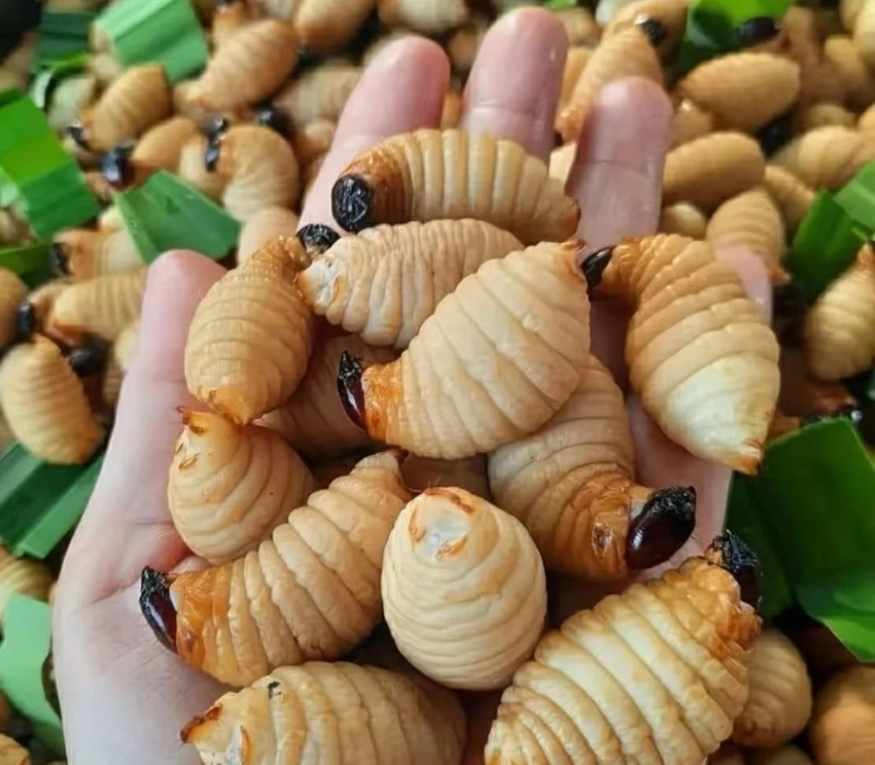 冻竹笋虫大量货源，笋蛹可以预售