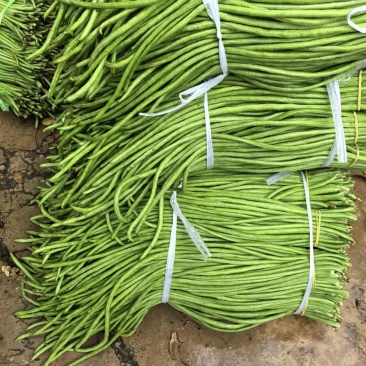 豇豆长豇豆泡豆角长豆角大量上市量大价优欢迎订购