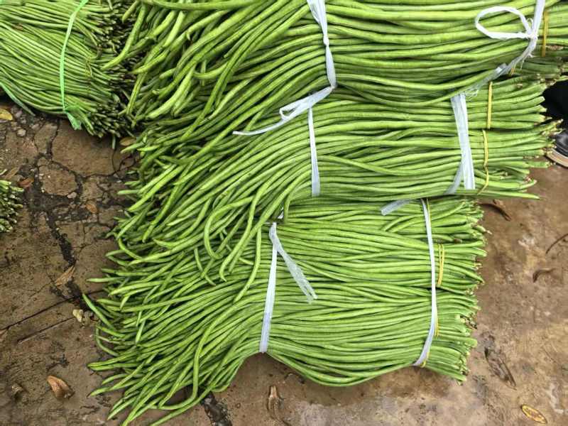 豇豆长豇豆泡豆角长豆角大量上市量大价优欢迎订购