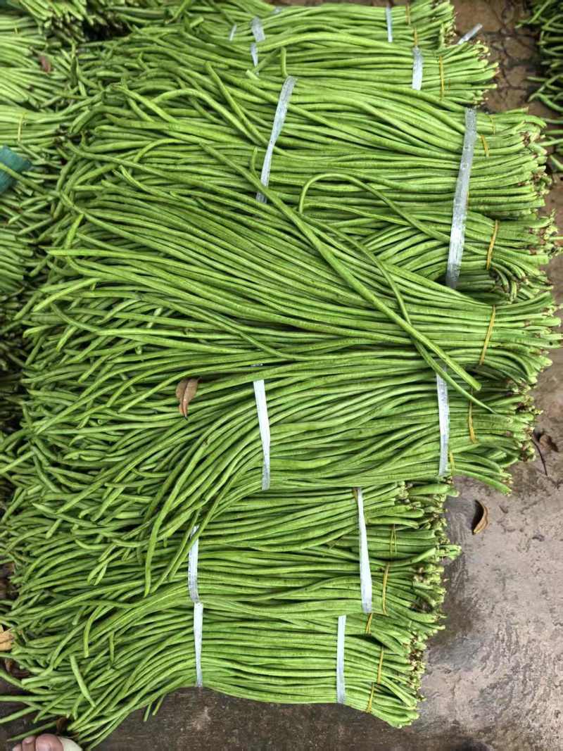 豇豆长豇豆泡豆角长豆角大量上市量大价优欢迎订购