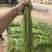 豇豆长豇豆泡豆角长豆角大量上市量大价优欢迎订购