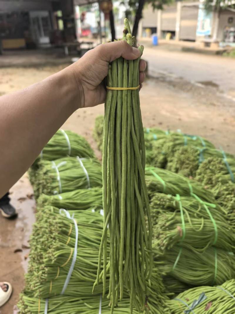 豇豆长豇豆泡豆角长豆角大量上市量大价优欢迎订购