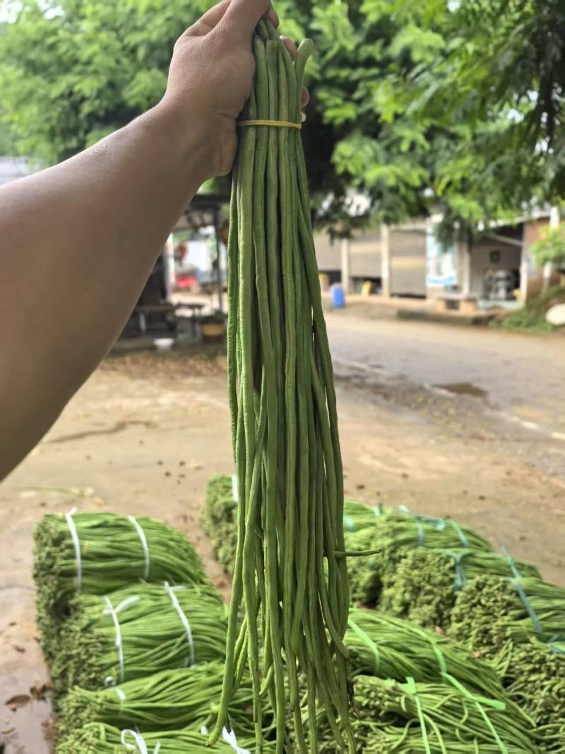 豇豆长豇豆泡豆角长豆角大量上市量大价优欢迎订购