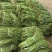 豇豆长豇豆泡豆角长豆角大量上市量大价优欢迎订购