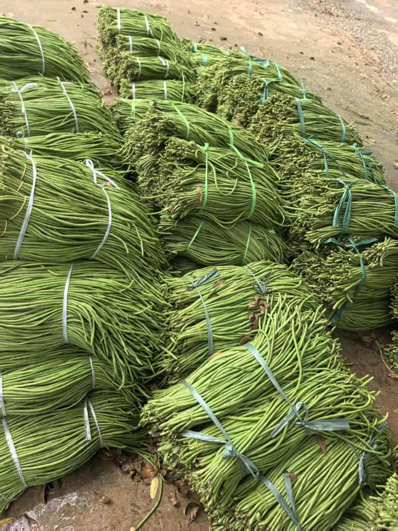 豇豆长豇豆泡豆角长豆角大量上市量大价优欢迎订购
