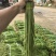 豇豆长豇豆泡豆角长豆角大量上市量大价优欢迎订购