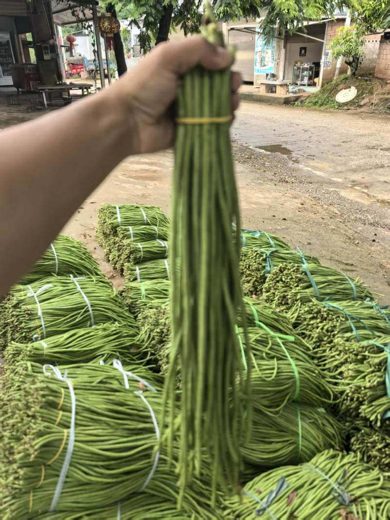 豇豆长豇豆泡豆角长豆角大量上市量大价优欢迎订购