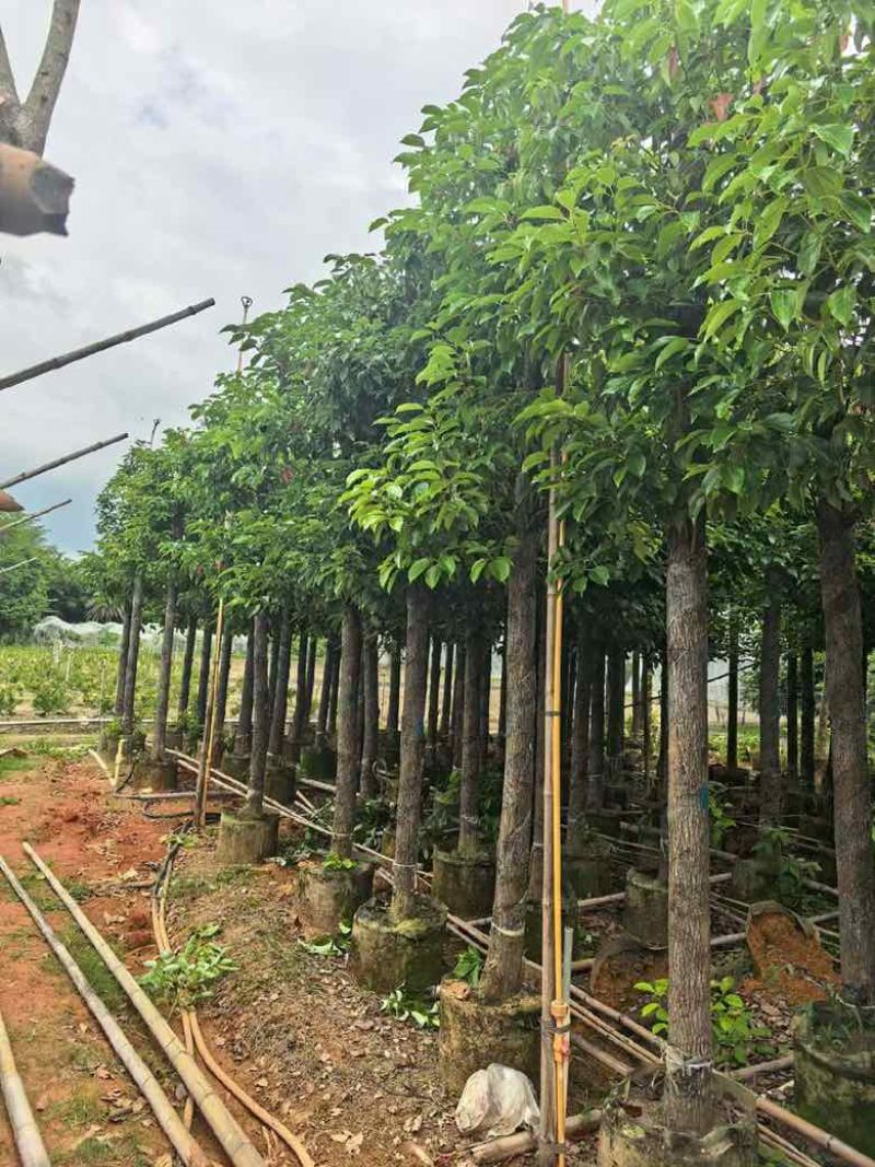 香樟3-18分，规格齐全，基地直销，一手货源，无中间商赚差价