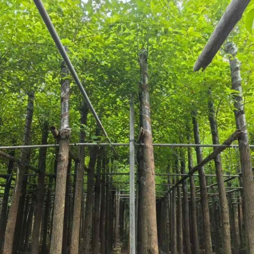 香樟3-18分，规格齐全，基地直销，一手货源，无中间商赚差价
