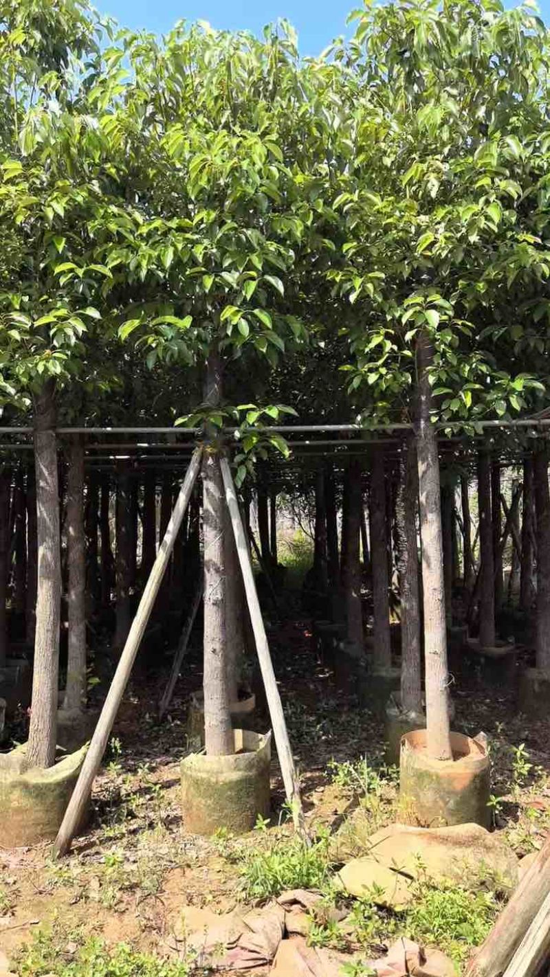 香樟3-18分，规格齐全，基地直销，一手货源，无中间商赚差价
