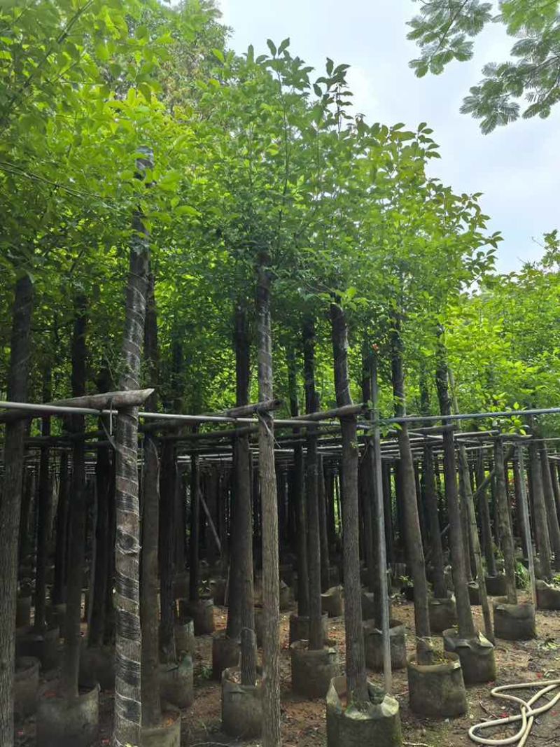 香樟3-18分，规格齐全，基地直销，一手货源，无中间商赚差价