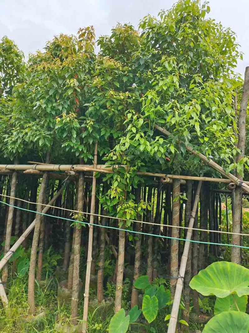 香樟3-18分，规格齐全，基地直销，一手货源，无中间商赚差价