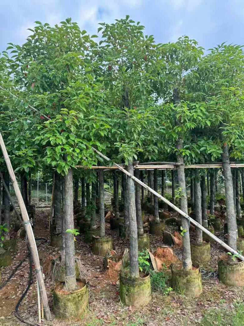 香樟3-18分，规格齐全，一手货源，基地直销，大量低价出售
