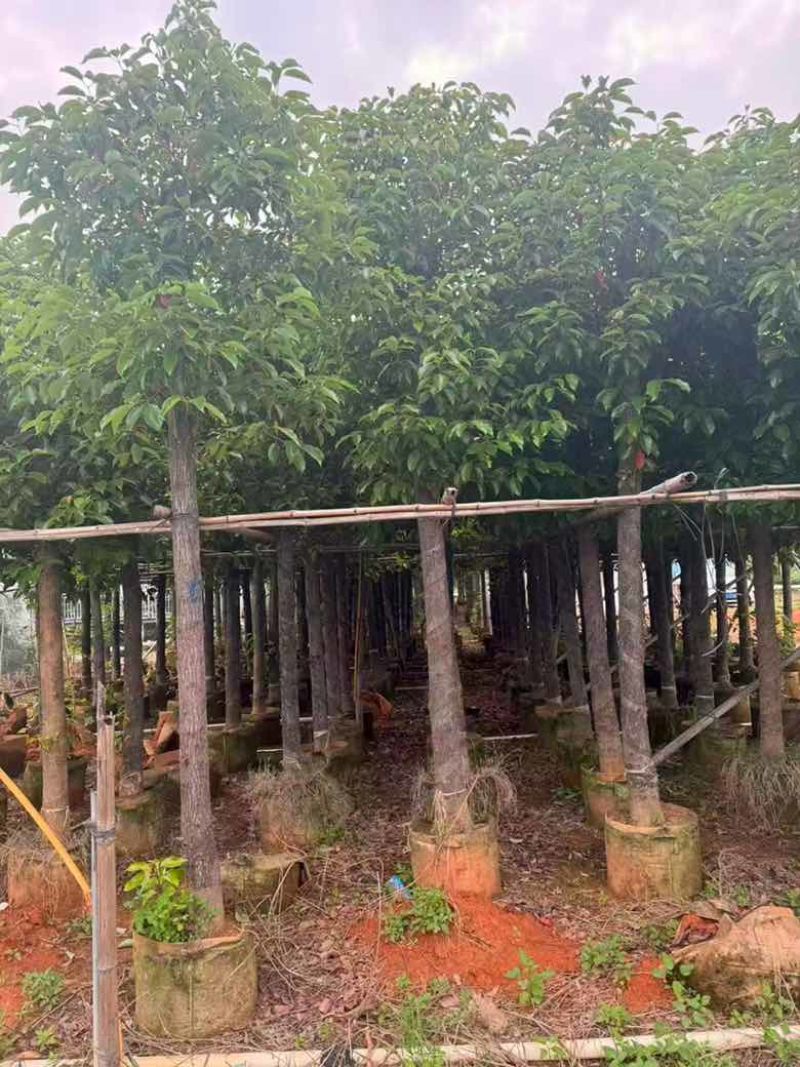 香樟3-18分，规格齐全，一手货源，基地直销，大量低价出售