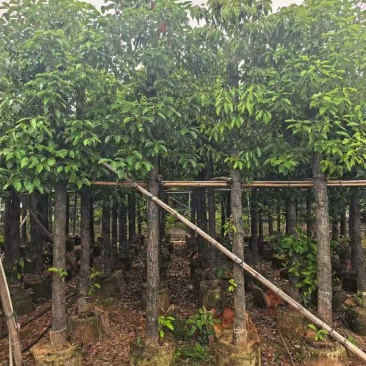 香樟3-18分，规格齐全，一手货源，基地直销，大量低价出售