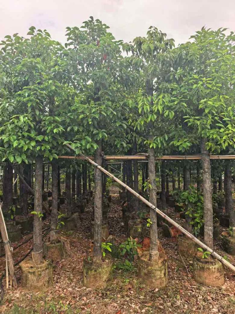 香樟3-18分，规格齐全，一手货源，基地直销，大量低价出售