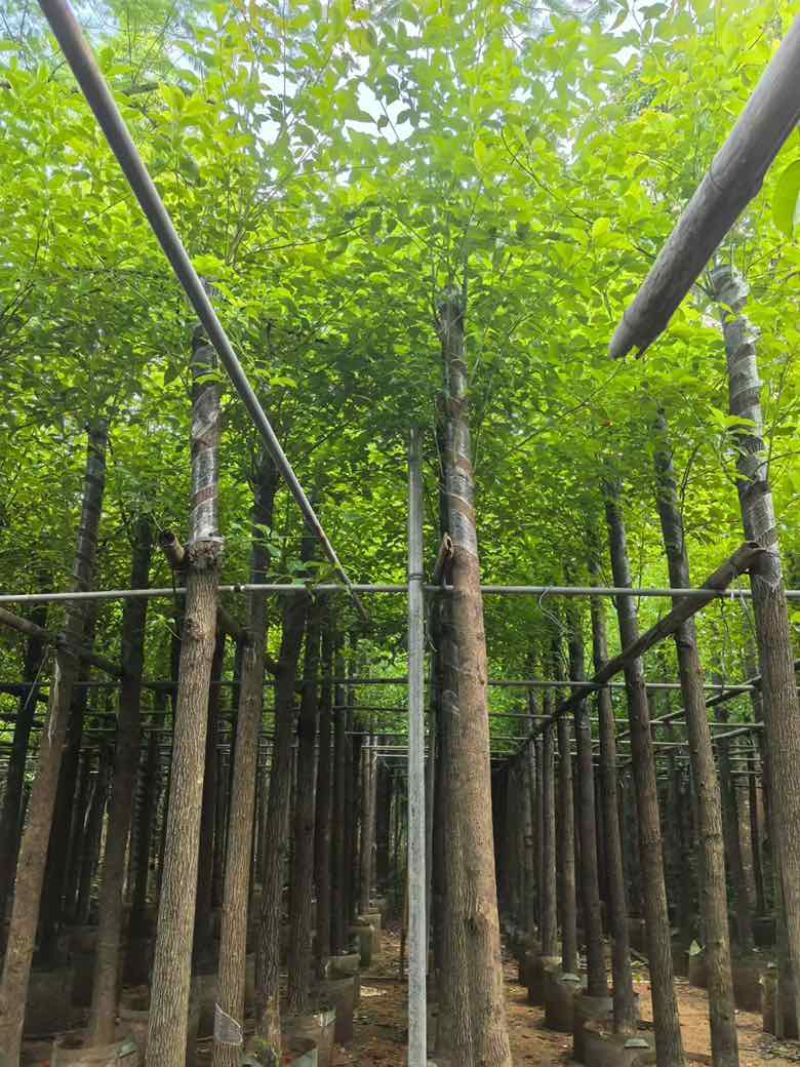 香樟3-18分，规格齐全，一手货源，基地直销，大量低价出售