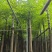 香樟3-18分，基地直销，一手货源，无中间商赚差价