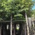 香樟3-18分，基地直销，一手货源，无中间商赚差价