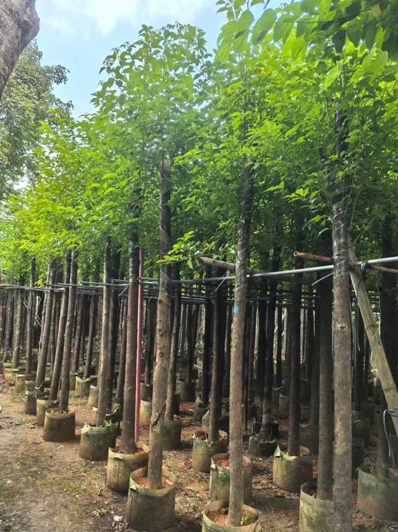 香樟3-18分，基地直销，一手货源，无中间商赚差价