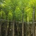 香樟3-18分，基地直销，一手货源，无中间商赚差价