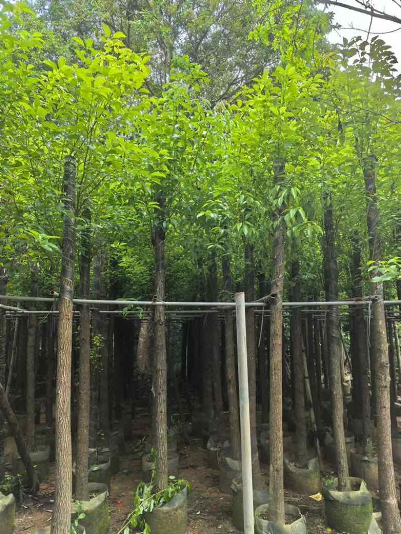 香樟3-18分，基地直销，一手货源，无中间商赚差价
