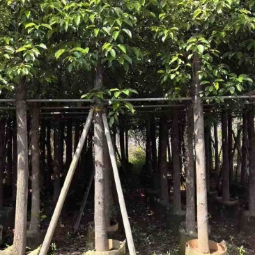 香樟3-18分，基地直销，一手货源，无中间商赚差价