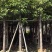 香樟3-18分，基地直销，一手货源，无中间商赚差价