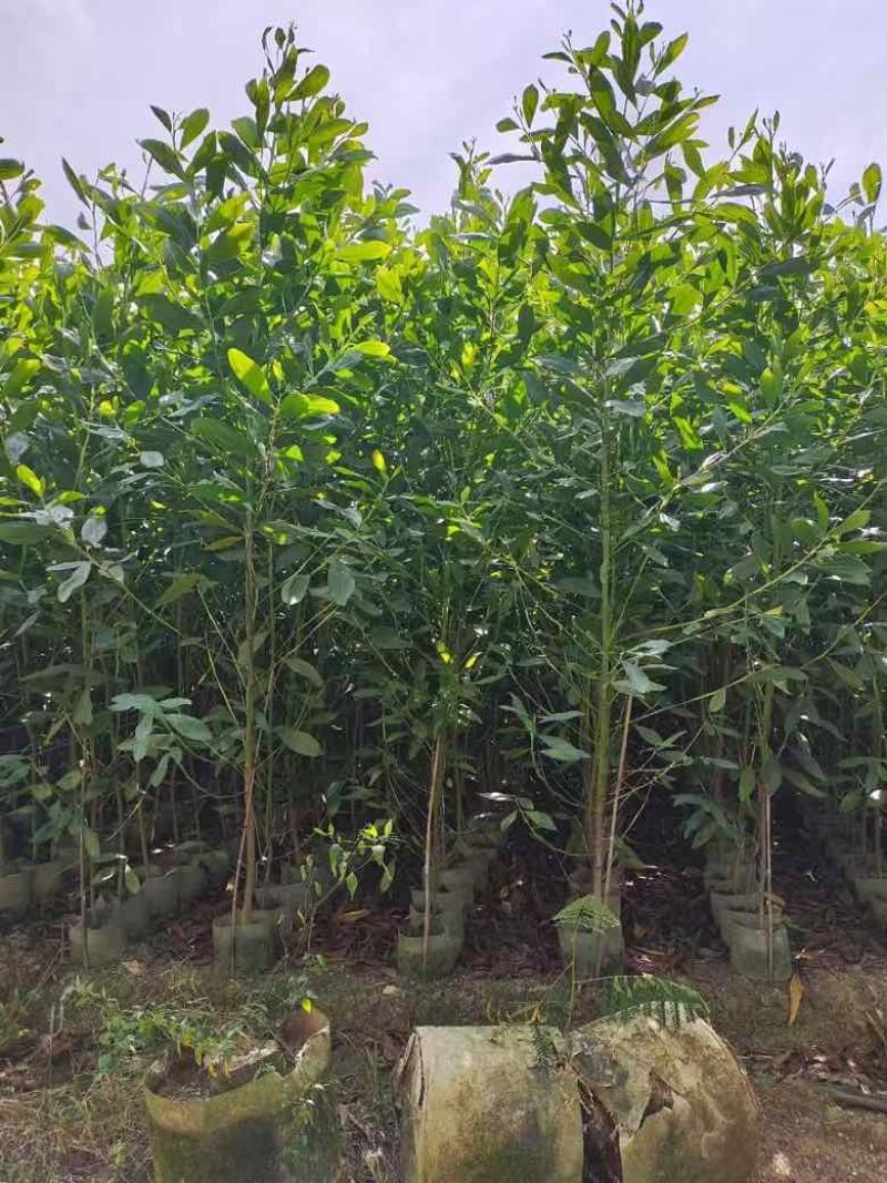 马占相思1-5分，基地直销，一手货源，无中间商赚差价